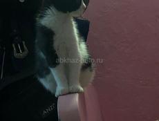Веслоухая Метиска