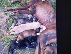 Отдадим в добрые руки,мама охотничья бесхвостая,уже едят сами, веселые и озорные!
