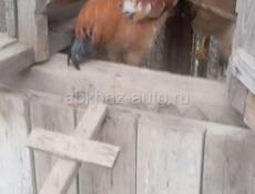Продаются петухи