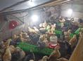 Продам цеплят месячных по 300 р мясояичная порода , Ред бро и гриз бар