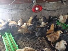 Продам цеплят месячных по 300 р мясояичная порода , Ред бро и гриз бар