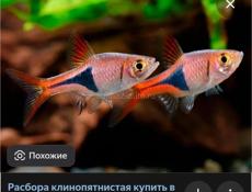 Аквариумные рыбки 