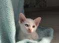 Котенок бурма 