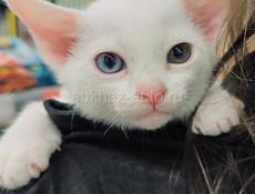 Котенок бурма 