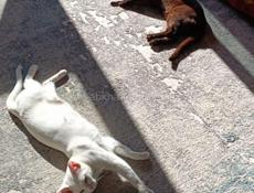 Котенок бурма 