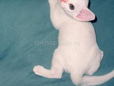 Котенок бурма 