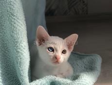 Котенок бурма 