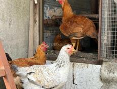 Продаются куры и петухи 