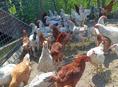 Продам срочно курочек с петушками по 1000 р за каждого