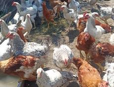 Продам срочно курочек с петушками по 1000 р за каждого