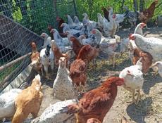 Продам срочно курочек с петушками по 1000 р за каждого