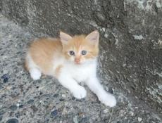 Котята