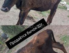 Обращаться по номеру 7714233