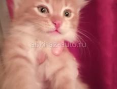 Срочно отдам рыженького котика 