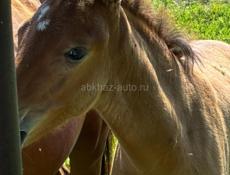 Продам кобылу с жеребенком