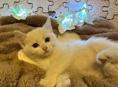 Домашние котята