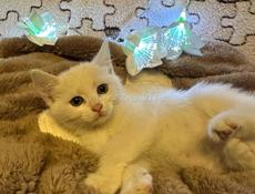 Домашние котята