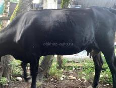 Продаётся корова