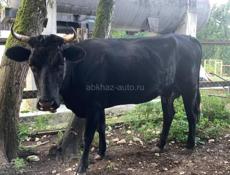 Продаётся корова