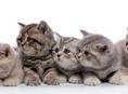 Котята чистокровные британцы срочно!