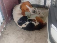 Потерялись собаки 