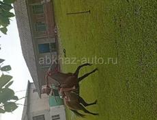 Седло 