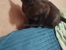 Котик Европейская Бурма