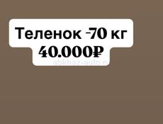 Продаю. Теленок 70кг звонить только ватсап(+79409136168)
