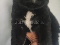 Щенки в добрые руки)
