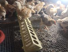 Продам цеплят разного возраста от 150 р до 500 р 