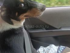 Продам 2 покрышки 245 на 40