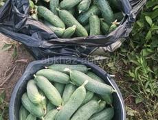 Огурцы Экологически Чистые 