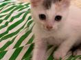 Котёнок девочка отдаем . 