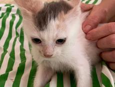 Котёнок девочка отдаем . 