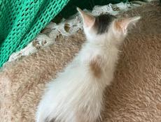 Котёнок девочка отдаем . 
