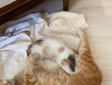 Котёнок девочка отдаем . 