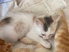 Котёнок девочка отдаем . 