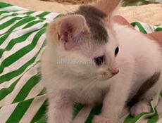 Котёнок девочка отдаем . 