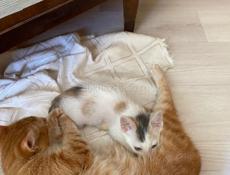 Котёнок девочка отдаем . 