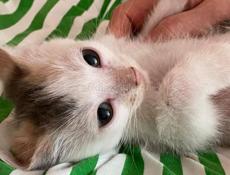 Котёнок девочка отдаем . 