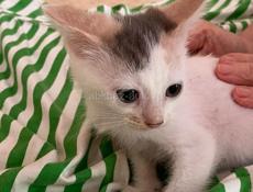 Котёнок девочка отдаем . 