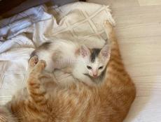 Котёнок девочка отдаем . 