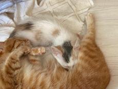 Котёнок девочка отдаем . 