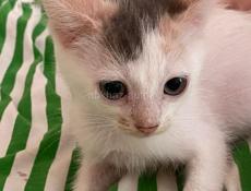 Котёнок девочка отдаем . 