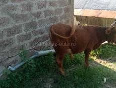 Продам бычок