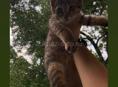 срочно отдам котят