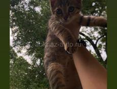 срочно отдам котят