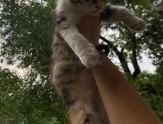 срочно отдам котят