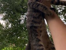 срочно отдам котят