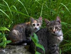 срочно отдам котят